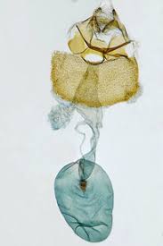 Attēlu rezultāti vaicājumam “Crambus hamella”