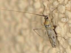 Attēlu rezultāti vaicājumam “Phytocoris longipennis”