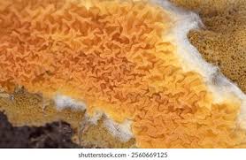 Attēlu rezultāti vaicājumam “Leucogyrophana mollusca”