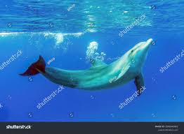 Image result for Tursiops truncatus
