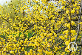 Attēlu rezultāti vaicājumam “Cornus mas”