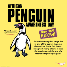 Image result for Spheniscus demersus