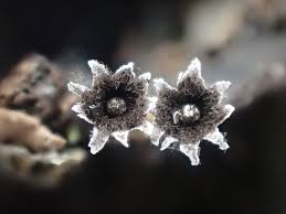 Attēlu rezultāti vaicājumam “Physarum luteolum spores”