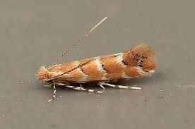 Attēlu rezultāti vaicājumam “Cameraria ohridella”