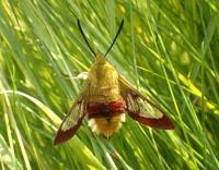 Attēlu rezultāti vaicājumam “Hemaris fuciformis”
