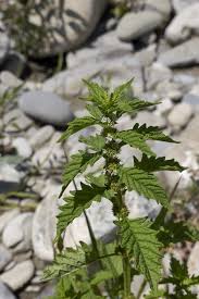 Attēlu rezultāti vaicājumam “Lycopus europaeus leaf”
