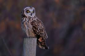 Attēlu rezultāti vaicājumam “Asio flammeus adult”