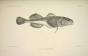 Image result for Myoxocephalus quadricornis
