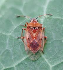 Attēlu rezultāti vaicājumam “Kleidocerys resedae”