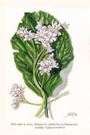 Attēlu rezultāti vaicājumam “Bergenia crassifolia”