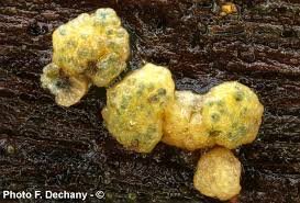 Attēlu rezultāti vaicājumam “Hypocrea gelatinosa”