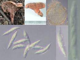 Attēlu rezultāti vaicājumam “Hypomyces chrysospermus”