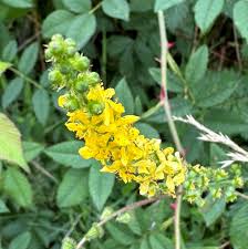 Image result for Agrimonia eupatoria