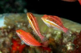 Image result for Sparisoma frondosum