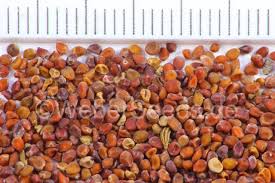 Attēlu rezultāti vaicājumam “Helianthemum nummularium fruit”