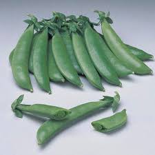 Attēlu rezultāti vaicājumam “Pisum sativum”