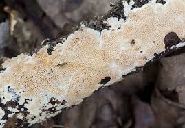 Attēlu rezultāti vaicājumam “Junghuhnia nitida”