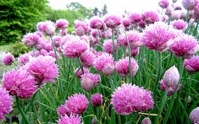 Image result for Schnittlauch