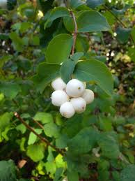 Attēlu rezultāti vaicājumam “Symphoricarpos albus fruit”