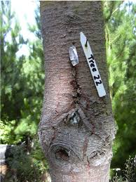 Attēlu rezultāti vaicājumam “Neonectria fuckeliana”