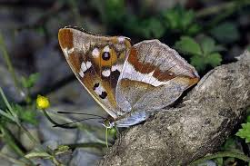 Attēlu rezultāti vaicājumam “Apatura iris female”