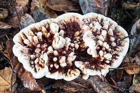 Attēlu rezultāti vaicājumam “Hydnellum aurantiacum”