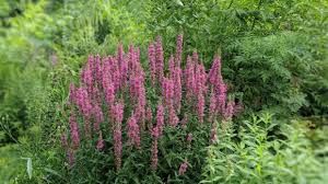 Image result for Lythrum salicaria