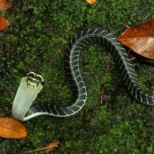 Attēlu rezultāti vaicājumam “Acronicta leporina larva”