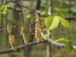 Attēlu rezultāti vaicājumam “Carpinus caroliniana”