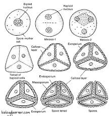 Attēlu rezultāti vaicājumam “Riccia”