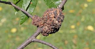 Attēlu rezultāti vaicājumam “gall”