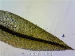 Attēlu rezultāti vaicājumam “Bryum funkii macro”