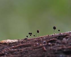 Attēlu rezultāti vaicājumam “Comatricha elegans var. microspora macro”