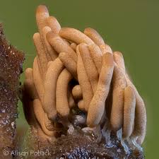 Attēlu rezultāti vaicājumam “Heterotrichia obvelata (syn. Arcyria obvelata) young”