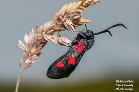 Attēlu rezultāti vaicājumam “Zygaena lonicerae”