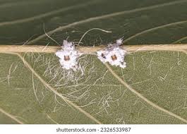 Attēlu rezultāti vaicājumam “Sternorrhyncha”