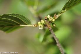 Attēlu rezultāti vaicājumam “Frangula alnus bud”