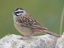 Image result for Emberiza cia