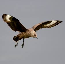 Image result for Stercorarius skua