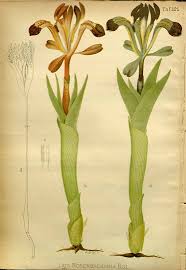 Attēlu rezultāti vaicājumam “Iris rosenbachiana”