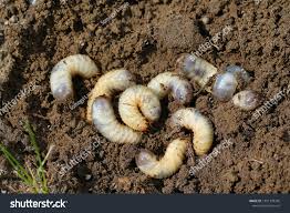 Attēlu rezultāti vaicājumam “Cetonia aurata imago”