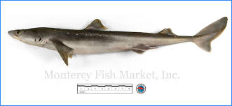 Image result for Squalus acanthias