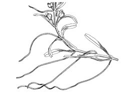 Attēlu rezultāti vaicājumam “Callitriche hermaphroditica leaf”