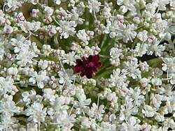 Image result for Daucus carota