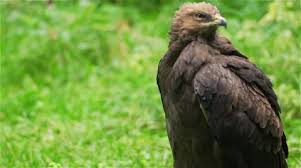 Attēlu rezultāti vaicājumam “Aquila pomarina”