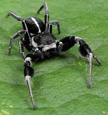 Attēlu rezultāti vaicājumam “Eriophyes padi”