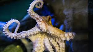 Image result for Plymouth Sound