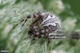 Attēlu rezultāti vaicājumam “Aculepeira ceropegia”