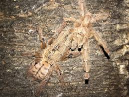 Attēlu rezultāti vaicājumam “Poecilochirus sp.”