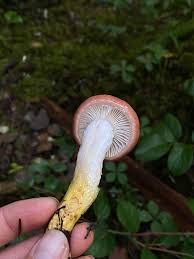 Attēlu rezultāti vaicājumam “Gomphidius roseus”